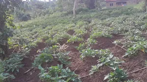 30decimasl of Land for Sale in Kyanja Kungu