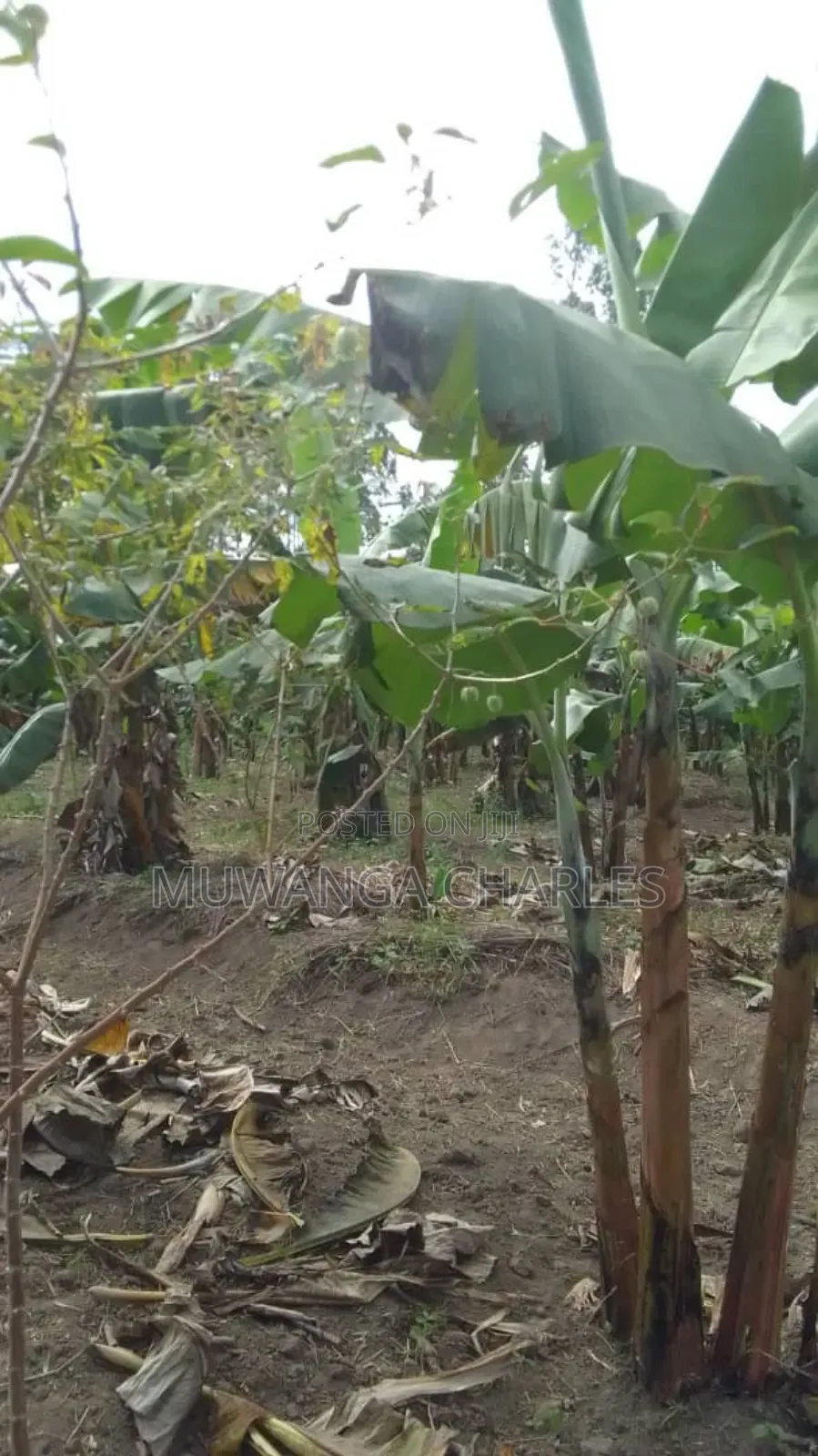 Land for Sale in Kikyusa