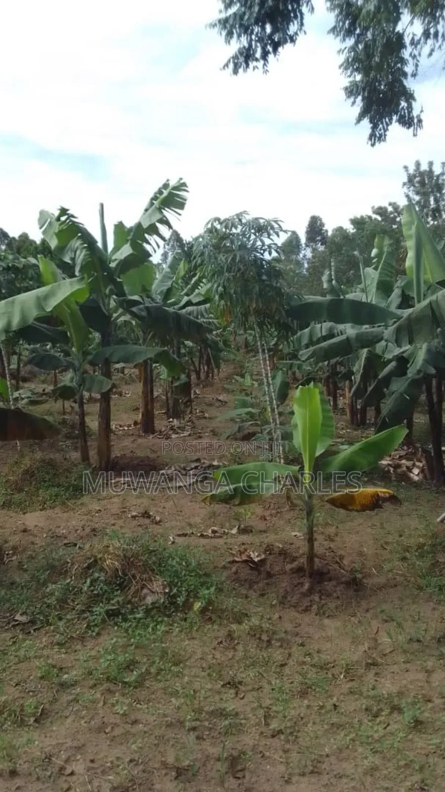 Land for Sale in Kikyusa