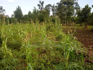 Land for Sale in Wabutungulu