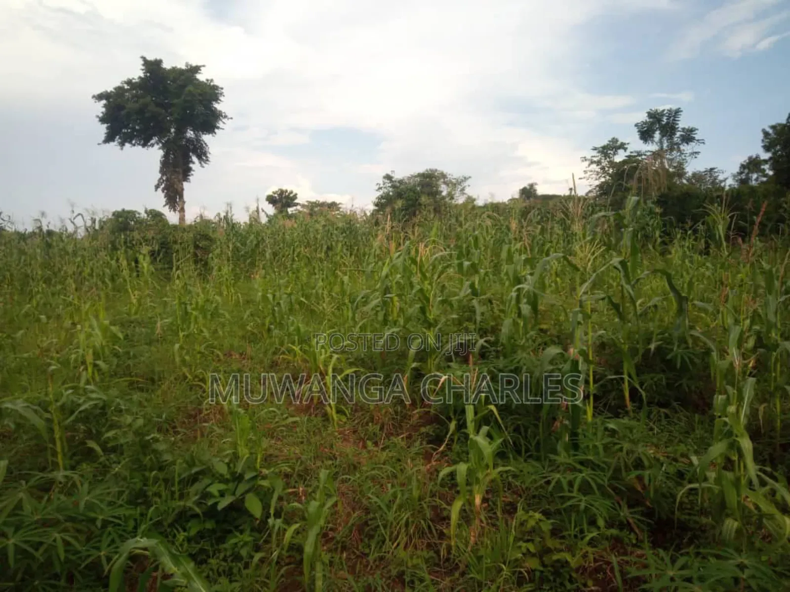 Land for Sale in Wabutungulu