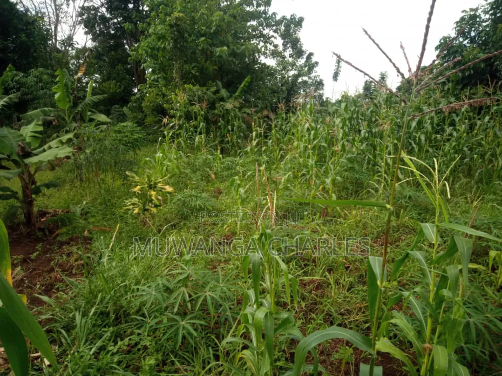 Land for Sale in Wabutungulu