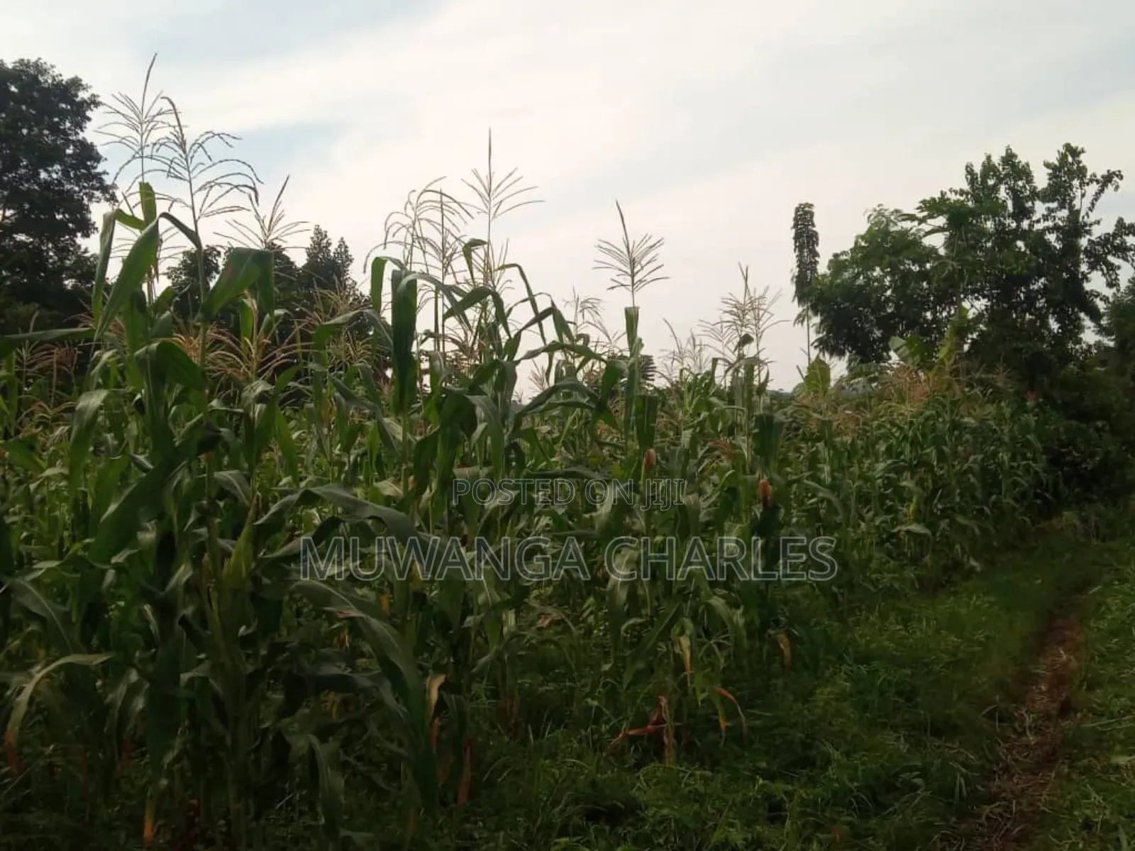 Land for Sale in Wabutungulu