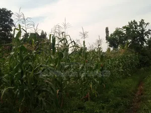 Land for Sale in Wabutungulu