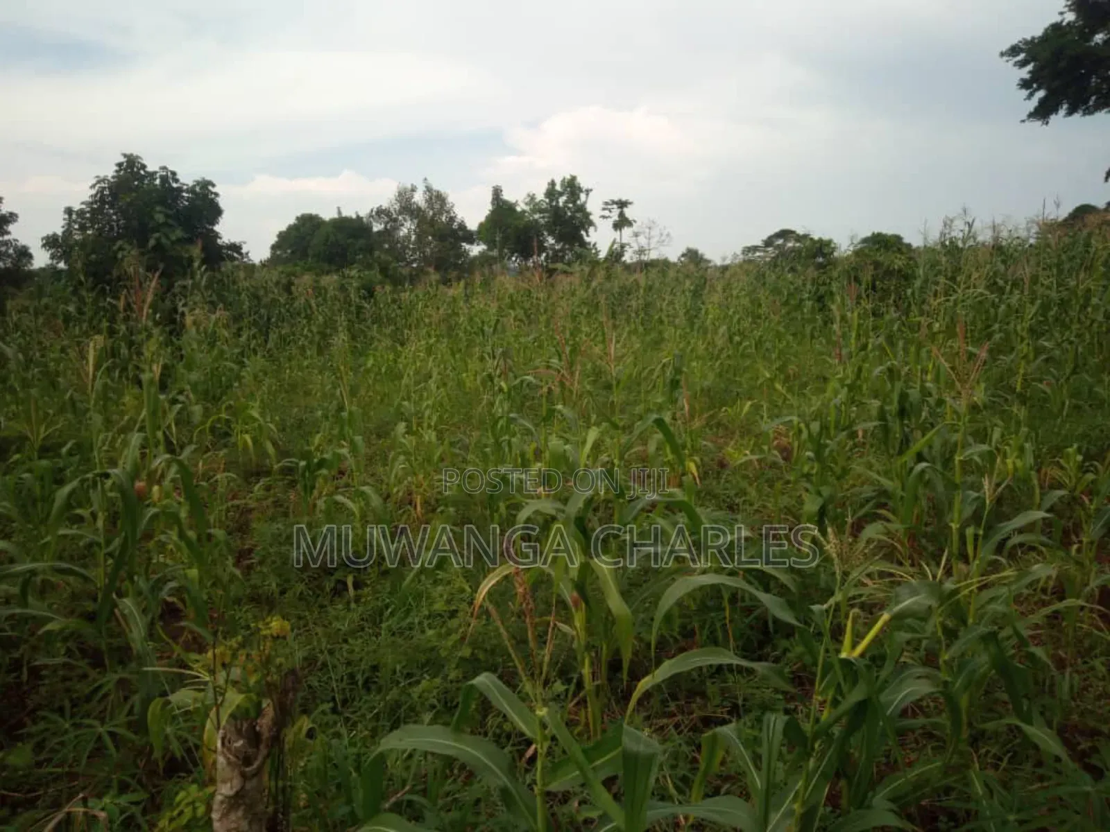 Land for Sale in Wabutungulu