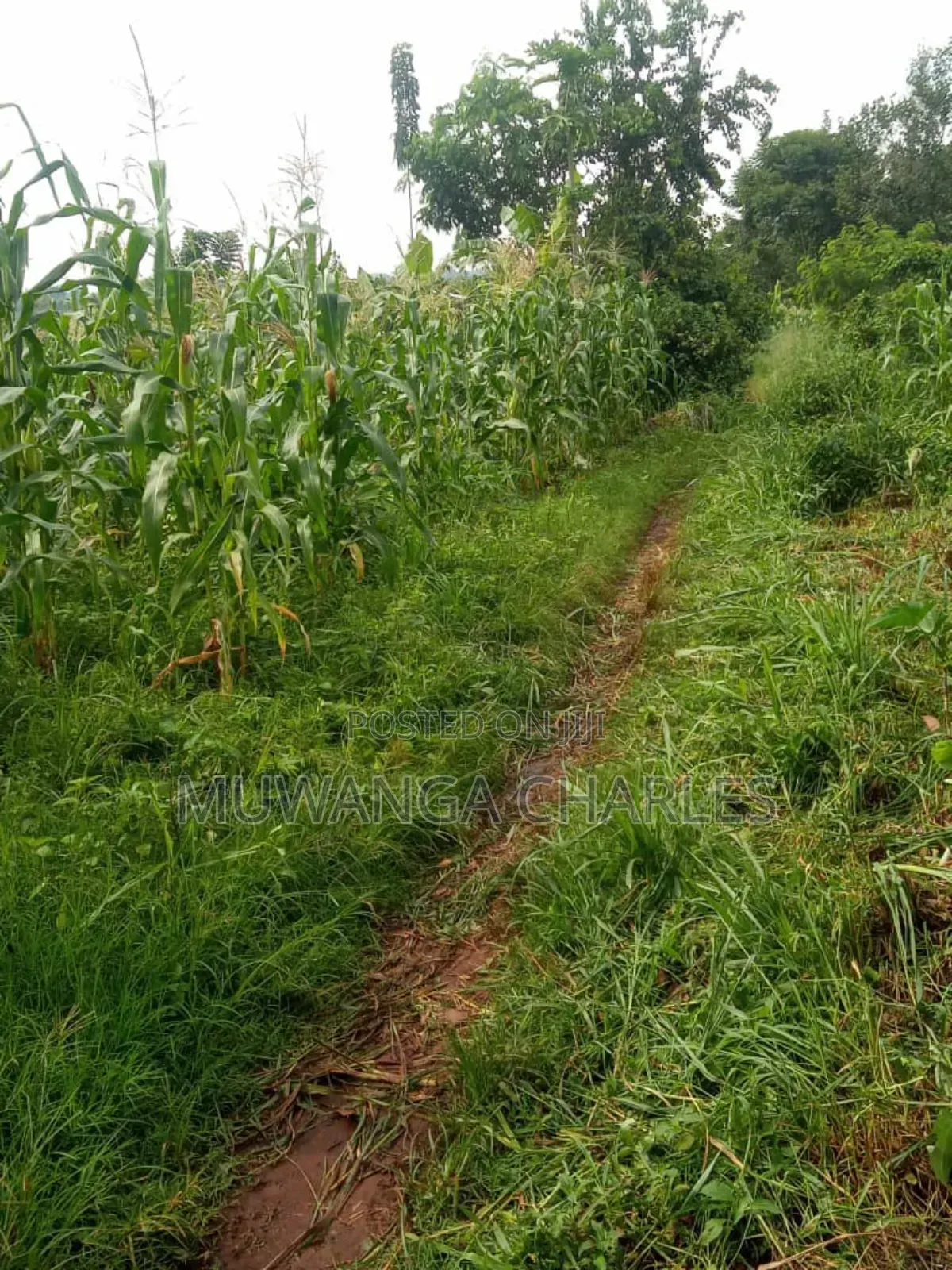 Land for Sale in Wabutungulu