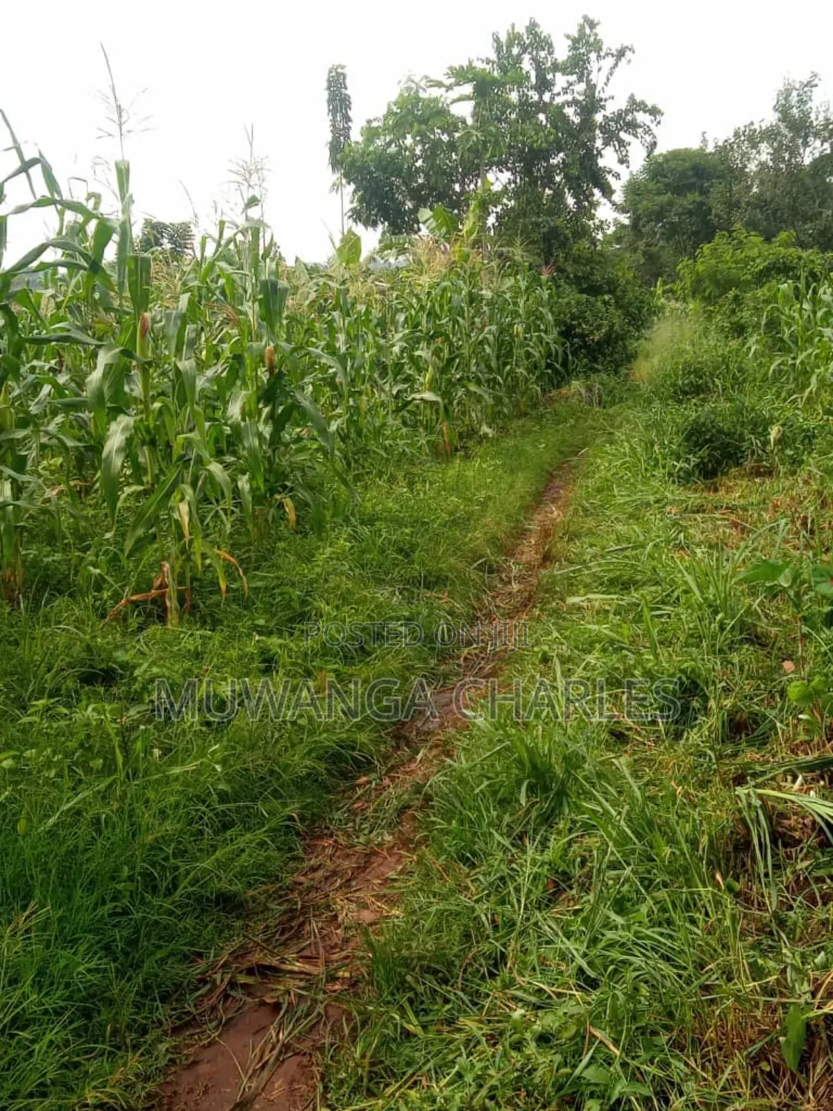 Land for Sale in Wabutungulu