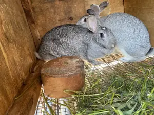 Chinchilla Rabbits