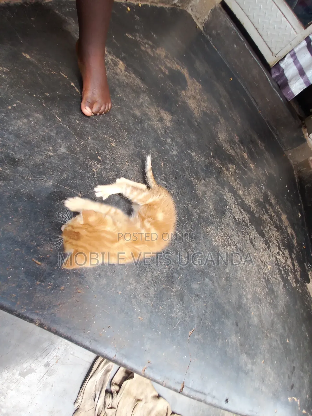 0-1 month Male Purebred Tabby