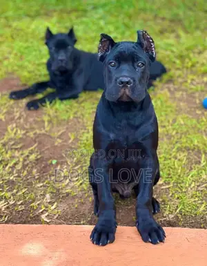 1-3 months Female Purebred Cane Corso