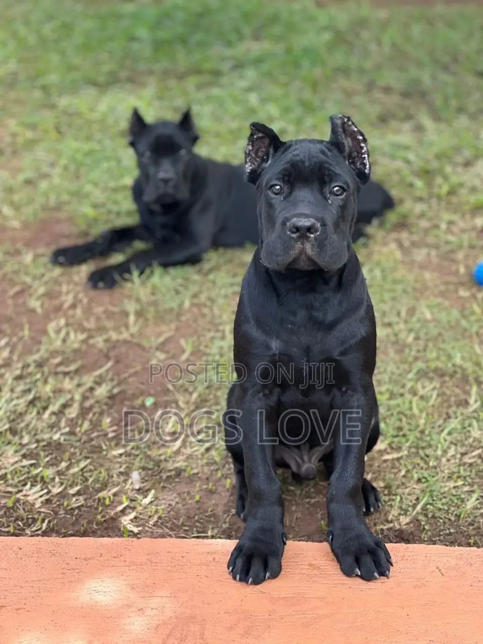 1-3 months Female Purebred Cane Corso