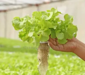 Hydroponics