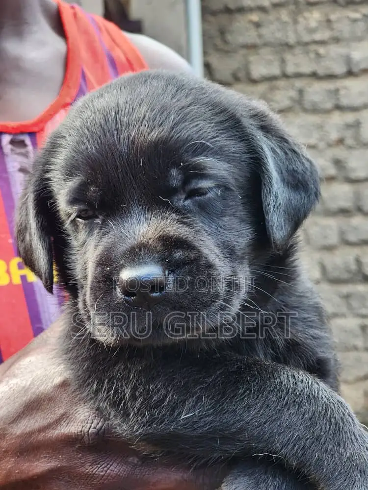 3-6 months Male Purebred Labrador Retriever