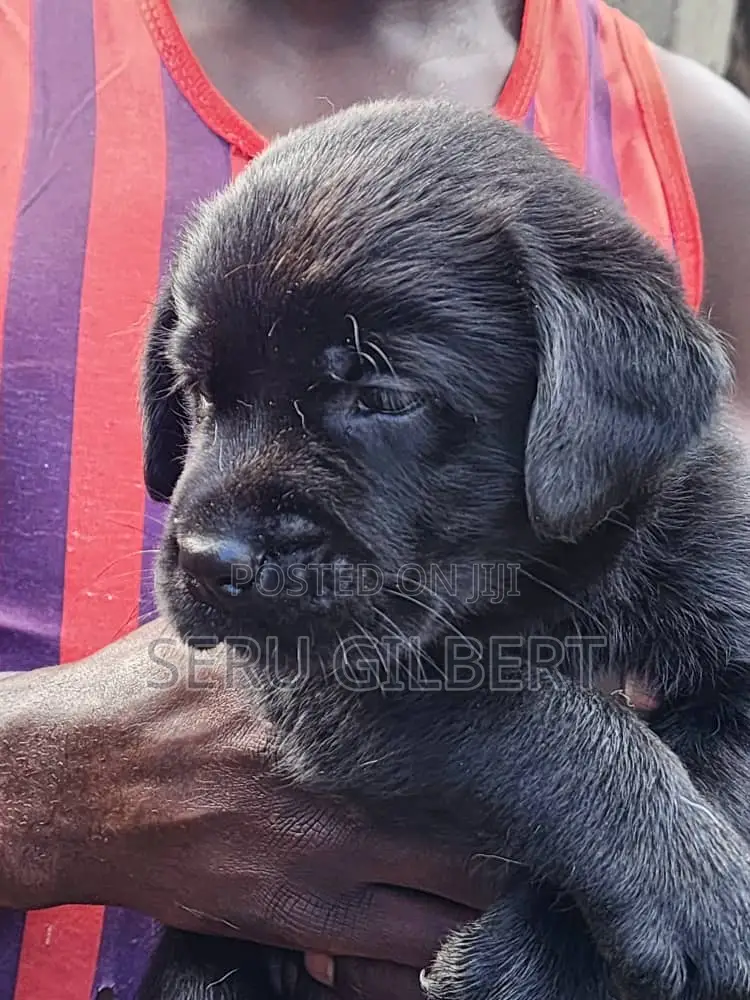 1-3 months Male Purebred Labrador Retriever
