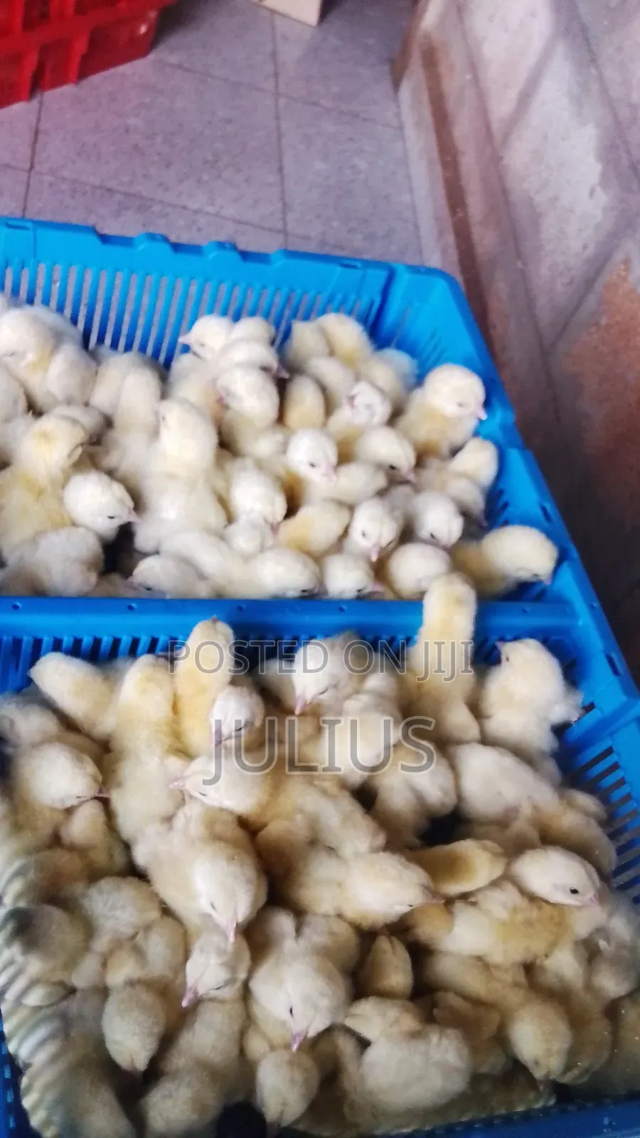 Day Old Chicks Broilers at 3100/Kroilers at /Saso2k/4wks7k