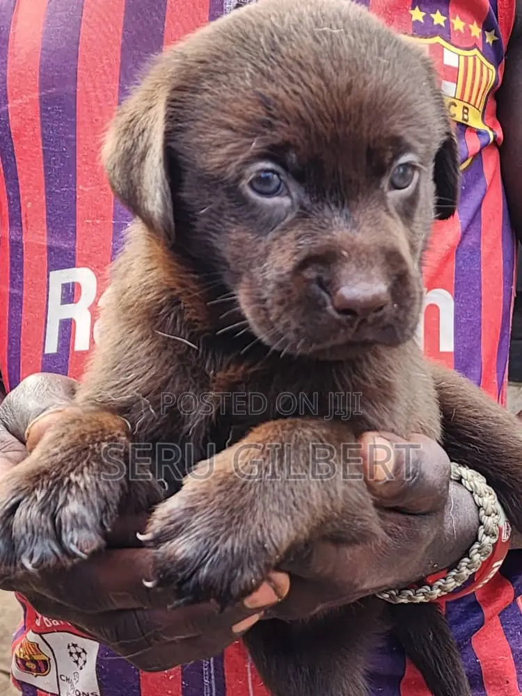 1-3 months Male Purebred Labrador Retriever