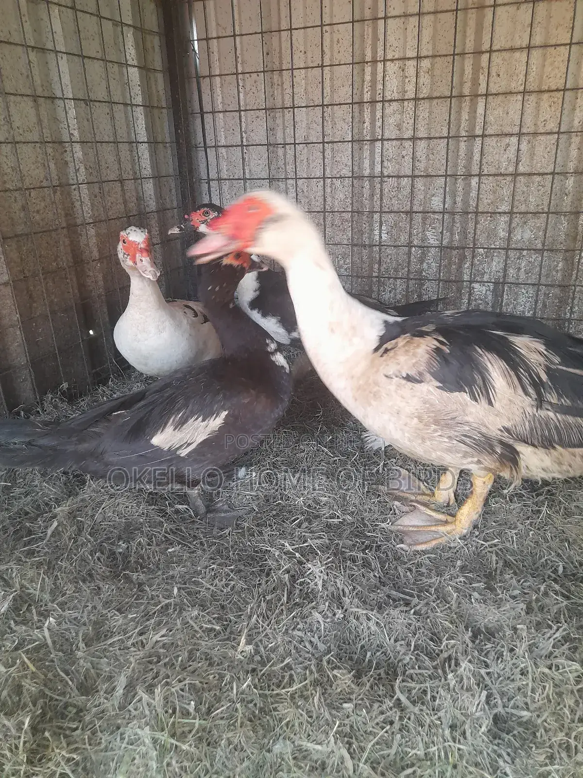 Mascovy Duckz for Sell