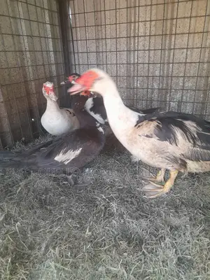 Mascovy Duckz for Sell