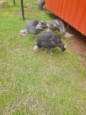 Poultry Birds