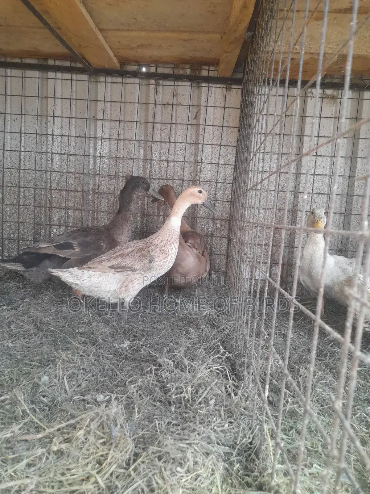 Roune Duckz for Sell