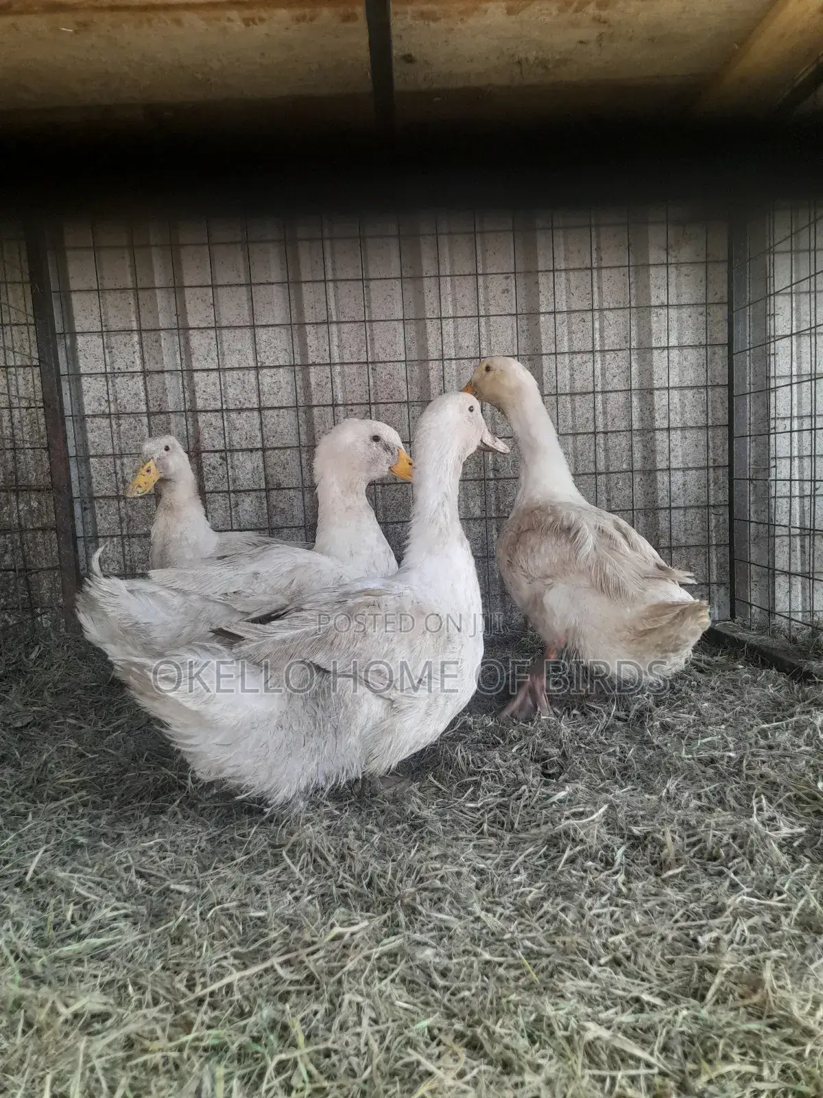 4 Pekin Duckz