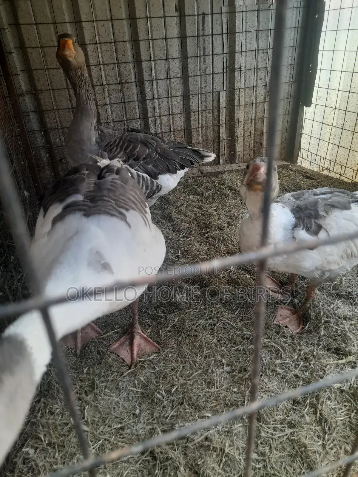 Geese For Security