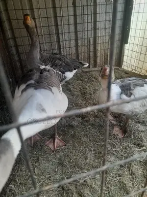 Geese For Security