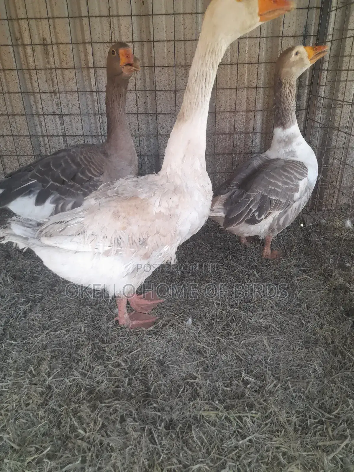 Geese for Security