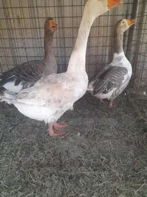Geese for Security