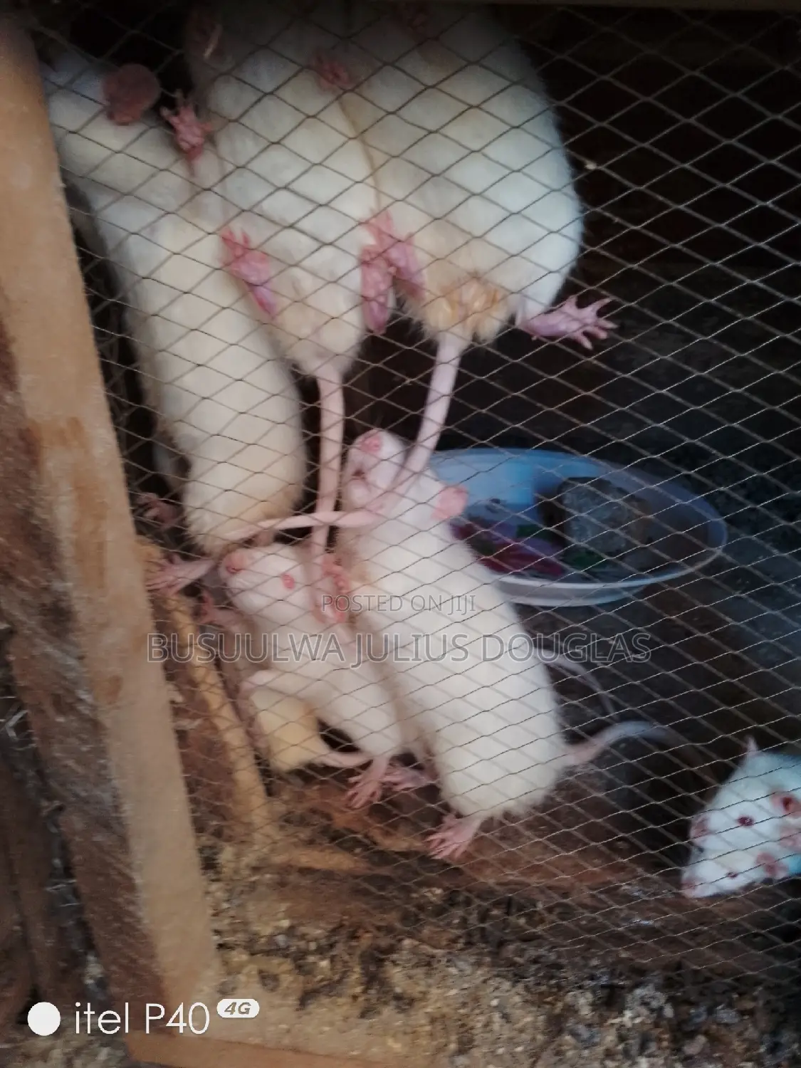 Laboratory Rats