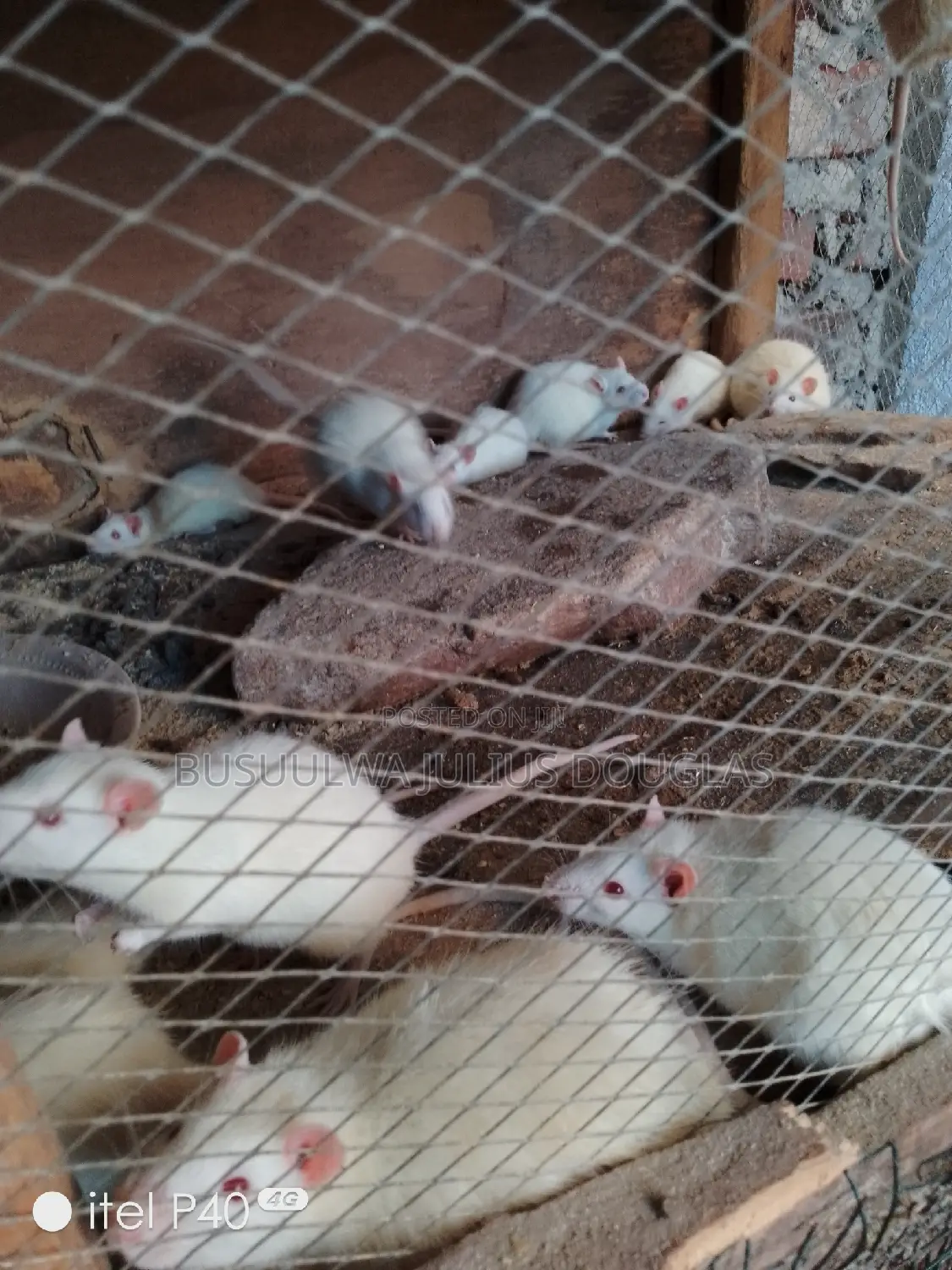 Laboratory Rats