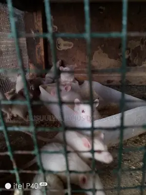 Laboratory Rats