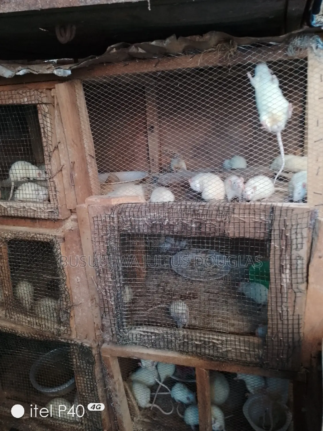 Laboratory Rats