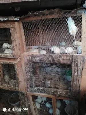 Laboratory Rats