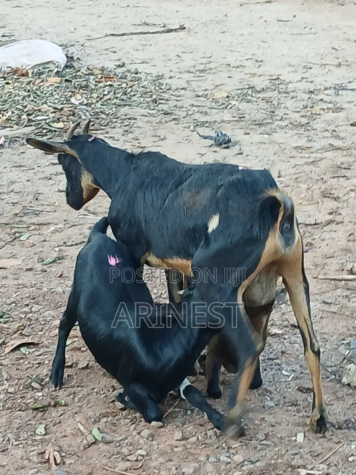 Goat With Two Kidss