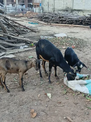 Goat With Two Kidss