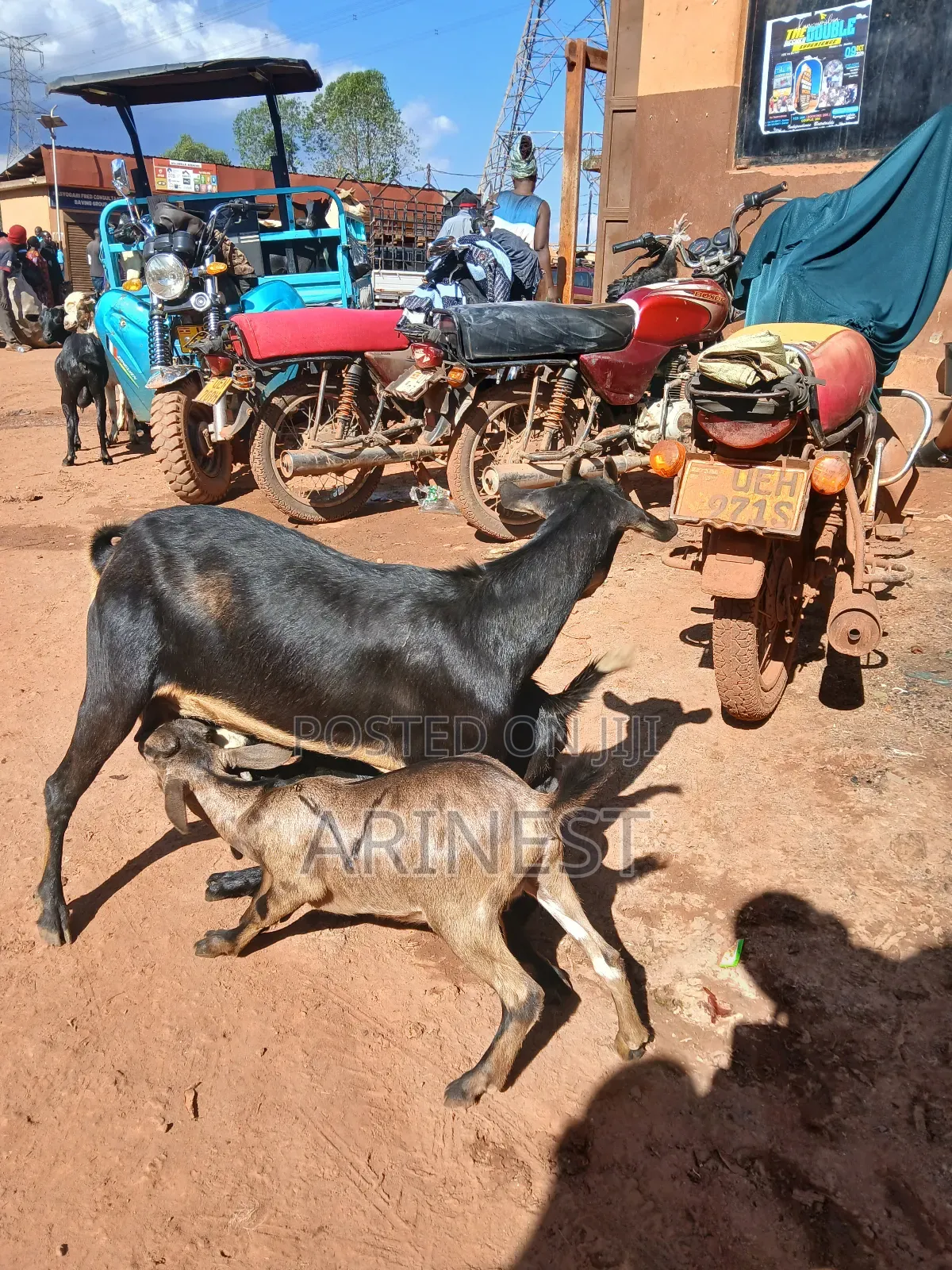 Goat With Two Kidss