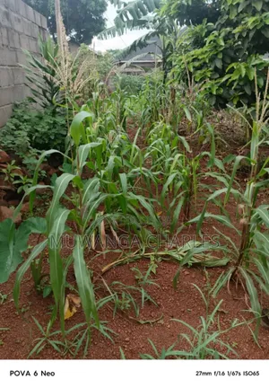 Plot for Sale in Kulambiro
