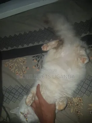 6-12 months Male Purebred American Curl