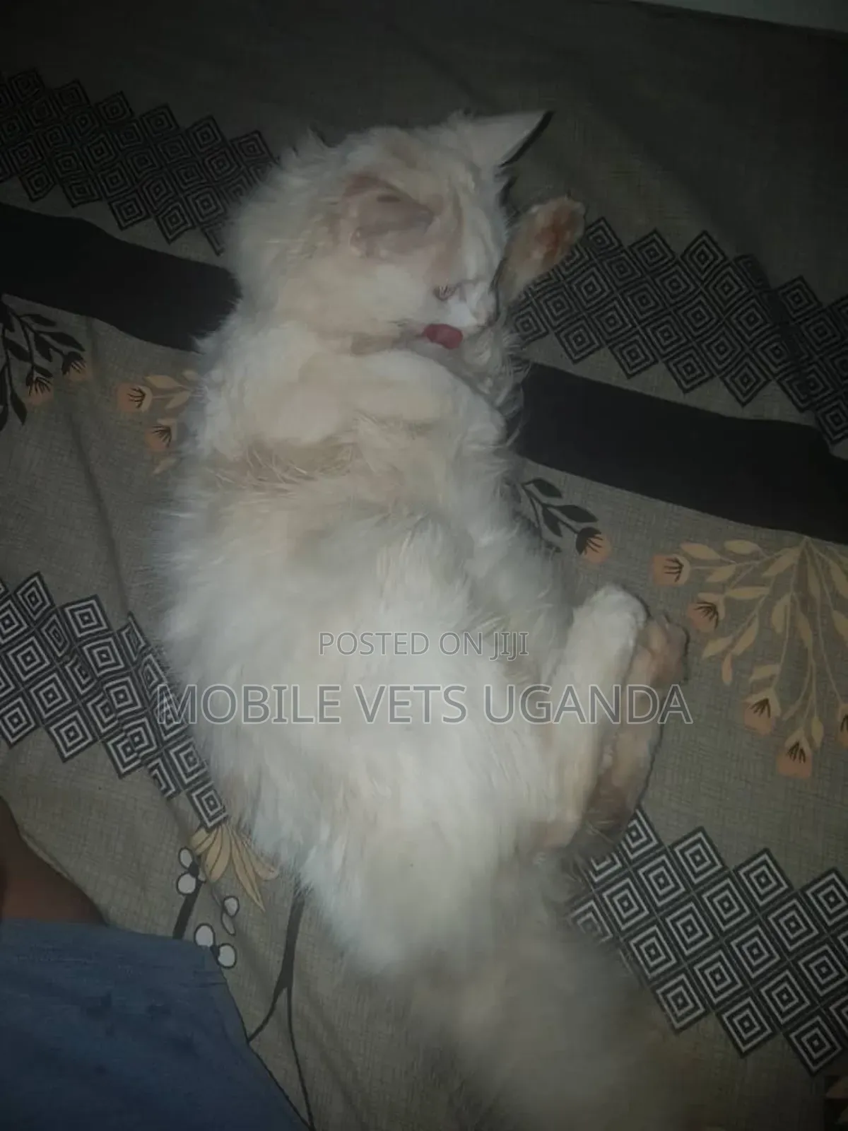 6-12 months Male Purebred Burmese