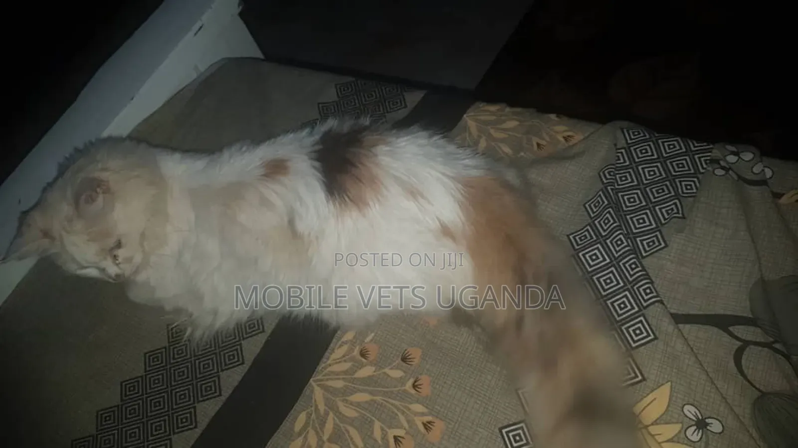 1+ year Female Purebred American Curl