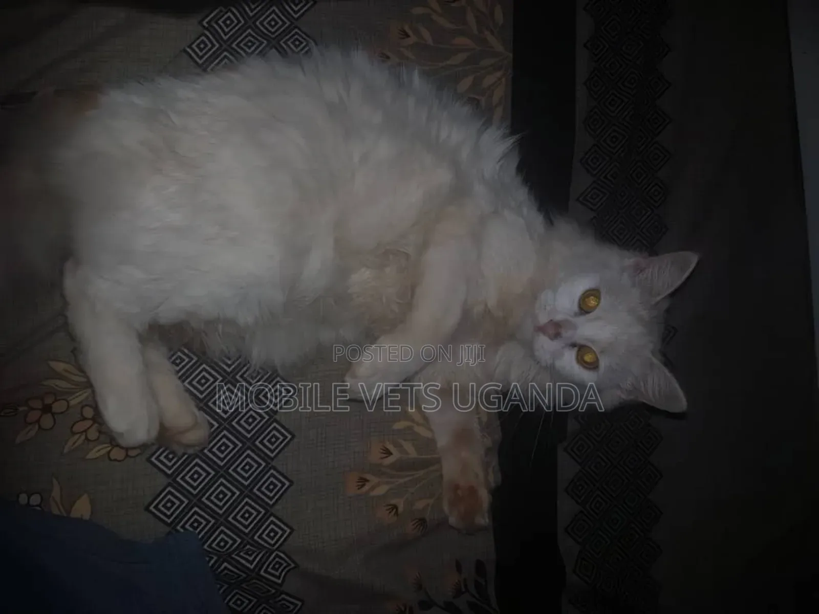 1+ year Male Purebred European Burmese