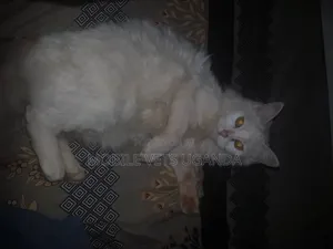 1+ year Male Purebred European Burmese
