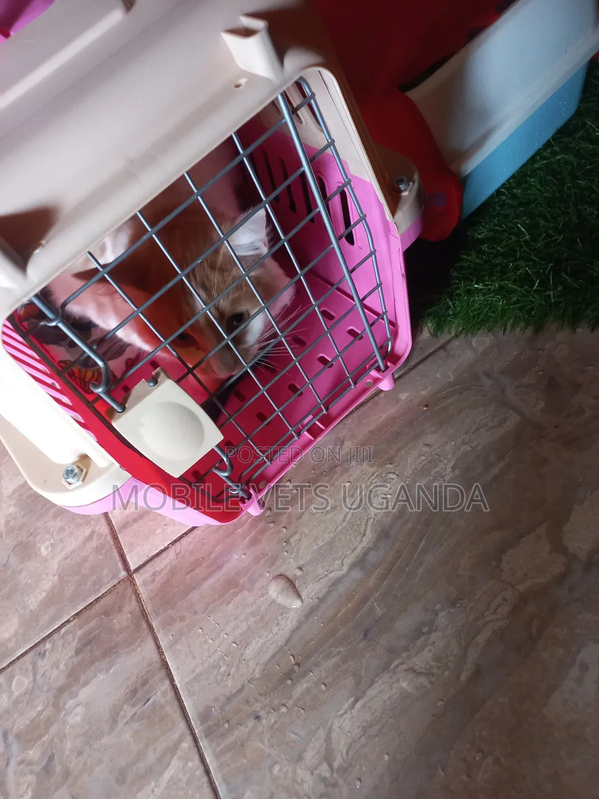 1-3 months Female Purebred Balinese