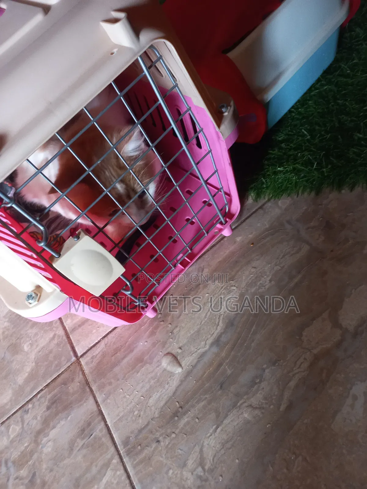 3-6 months Male Purebred Abyssinian