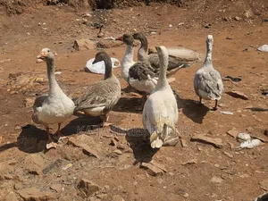 Grey Goose