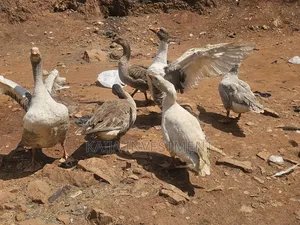 Grey Goose