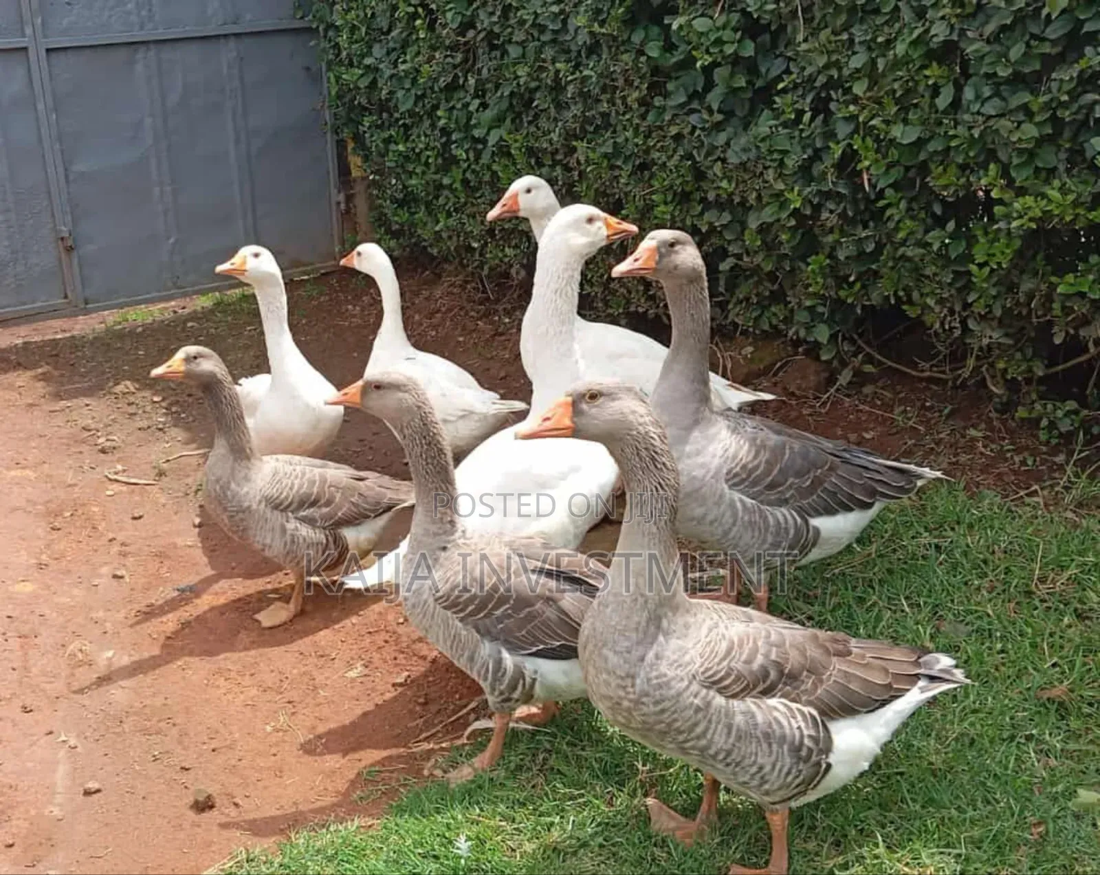 Grey Goose