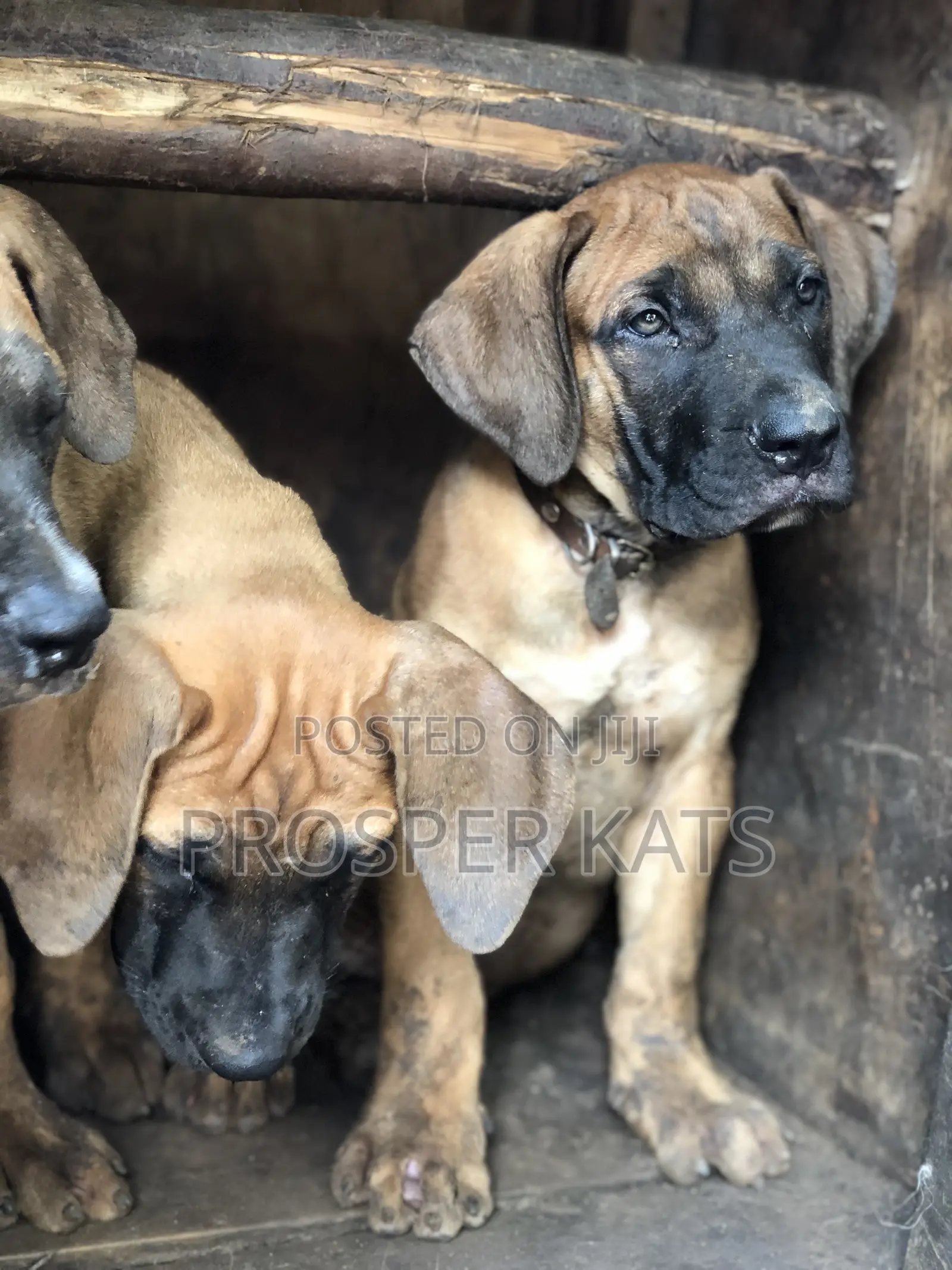 1-3 months Male Purebred Boerboel