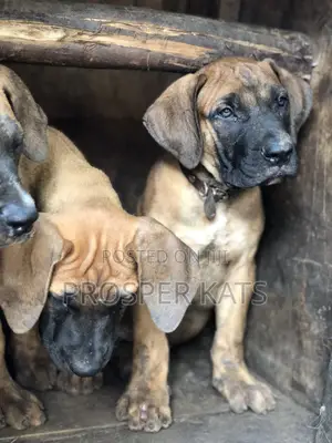 1-3 months Male Purebred Boerboel